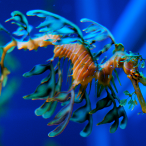 S2C Lesson: Weirdest Ocean Creatures
