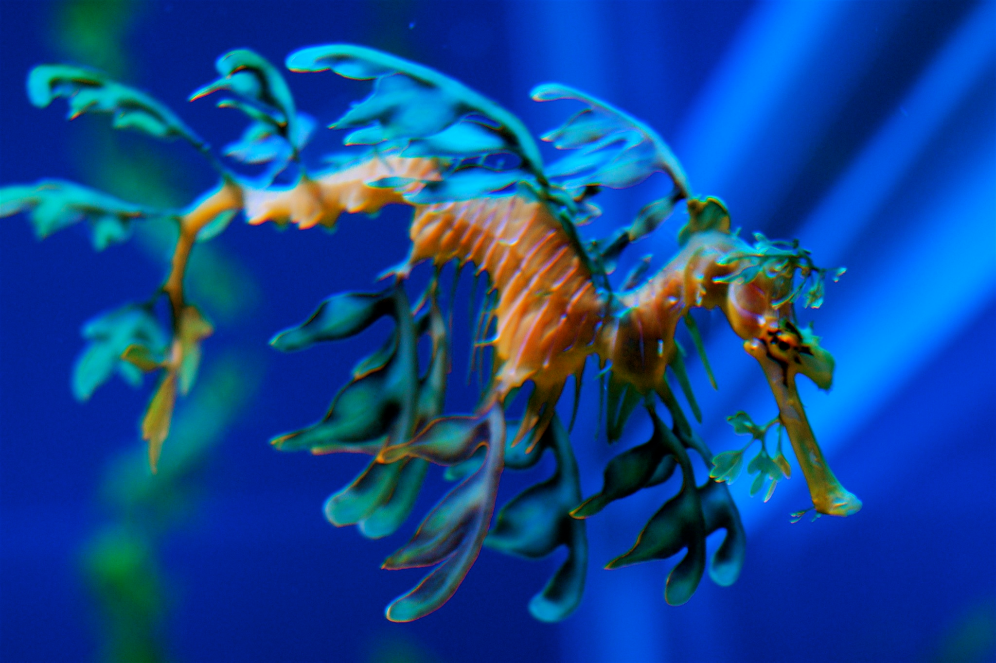 S2C Lesson: Weirdest Ocean Creatures