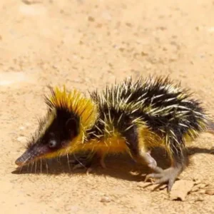 S2C Lesson: Strangest animals on Earth you probably don't know of ...