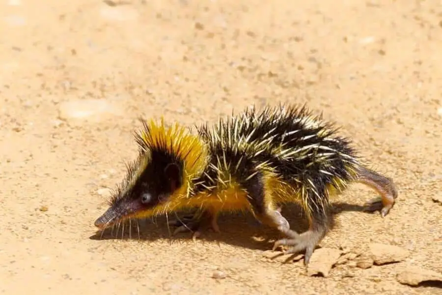 S2C Lesson: Strangest animals on Earth you probably don't know of ...