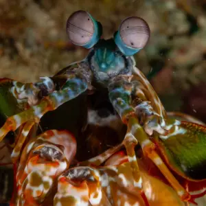 S2C Lesson - The punch that could break glass: The Mantis Shrimp