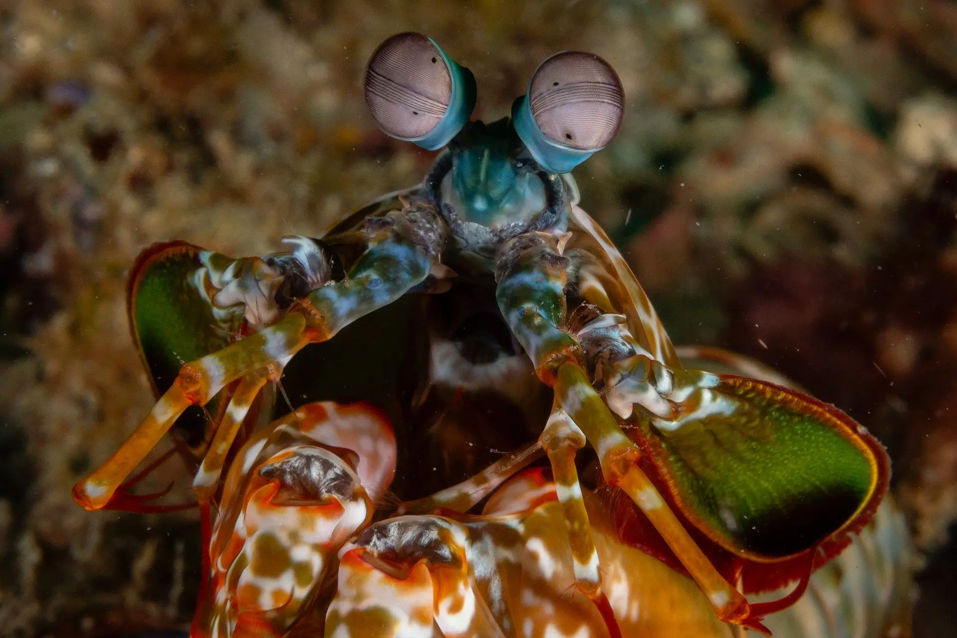 S2C Lesson - The punch that could break glass: The Mantis Shrimp